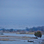 Sandhill cranes on the Platte River landing massing