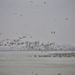 Sandhill cranes on the Platte River takeoff